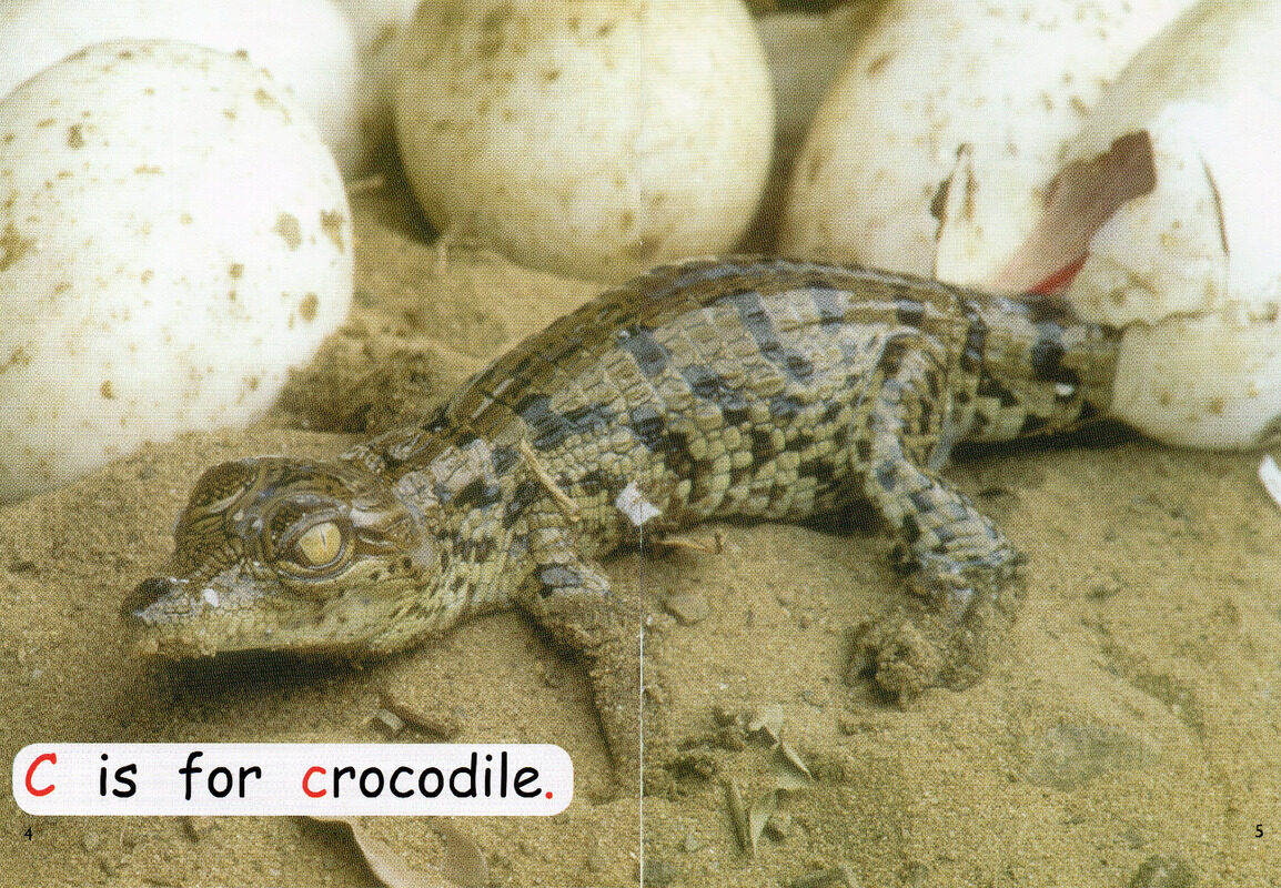 from eggs绘本故事第4页