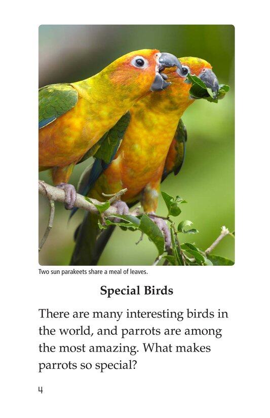 Parrots绘本故事第3页