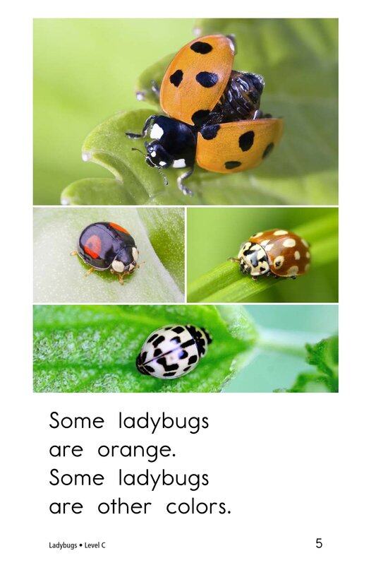 Ladybugs绘本故事第5页
