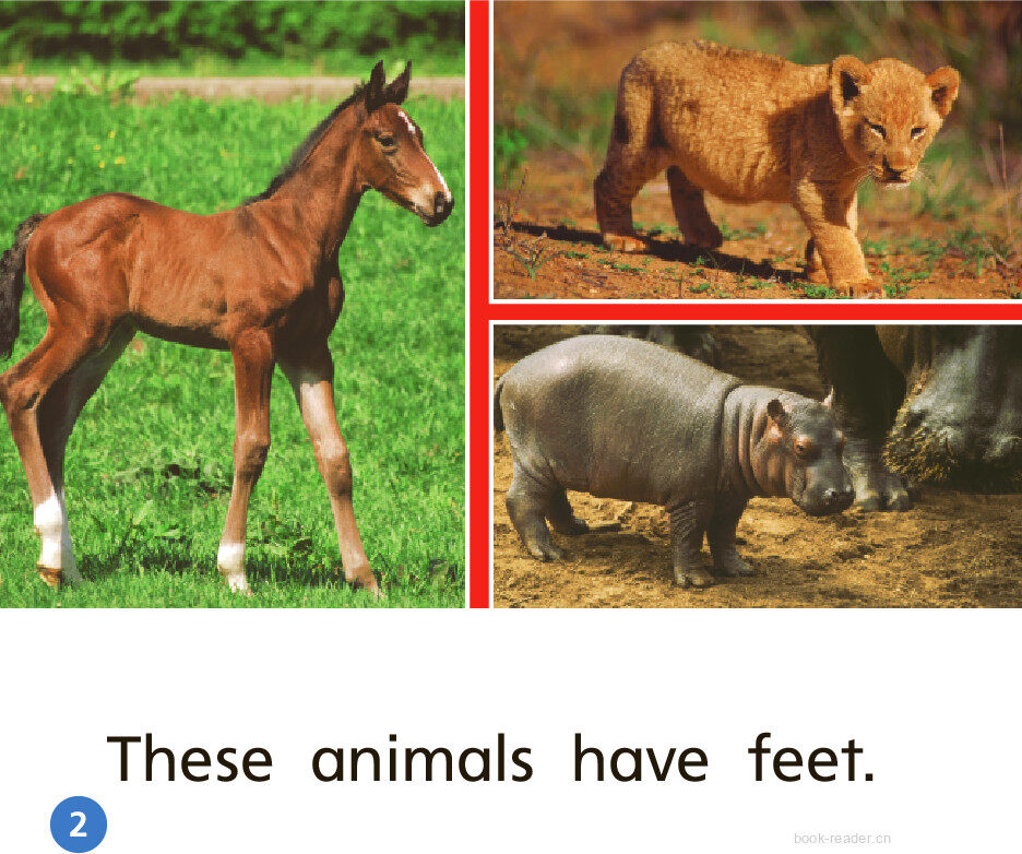 GK On U07W1 Animal Bodies绘本故事第3页