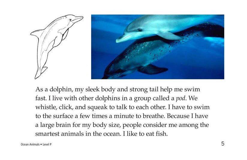 Ocean Animals绘本故事第5页