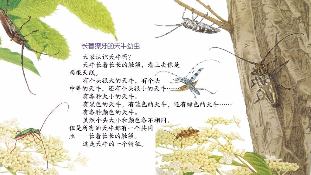 铁嘴伐木工天牛绘本故事第4页