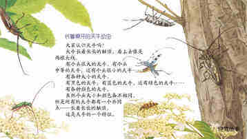 铁嘴伐木工天牛绘本故事第4页