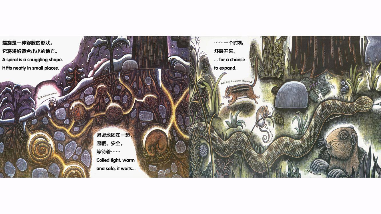 美丽的螺旋绘本故事第3页