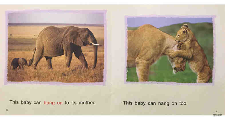 Animal Babies绘本故事第5页