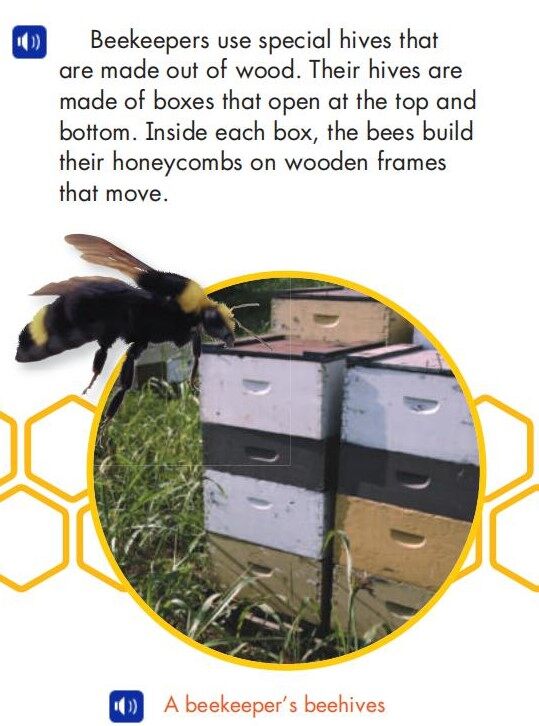 A Beekeeper's Work绘本故事第4页