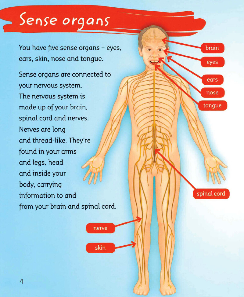 Your Senses绘本故事第5页