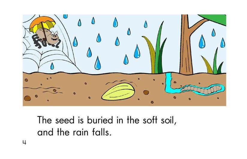 A Seed Grows绘本故事第4页