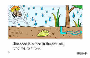 A Seed Grows绘本故事第4页