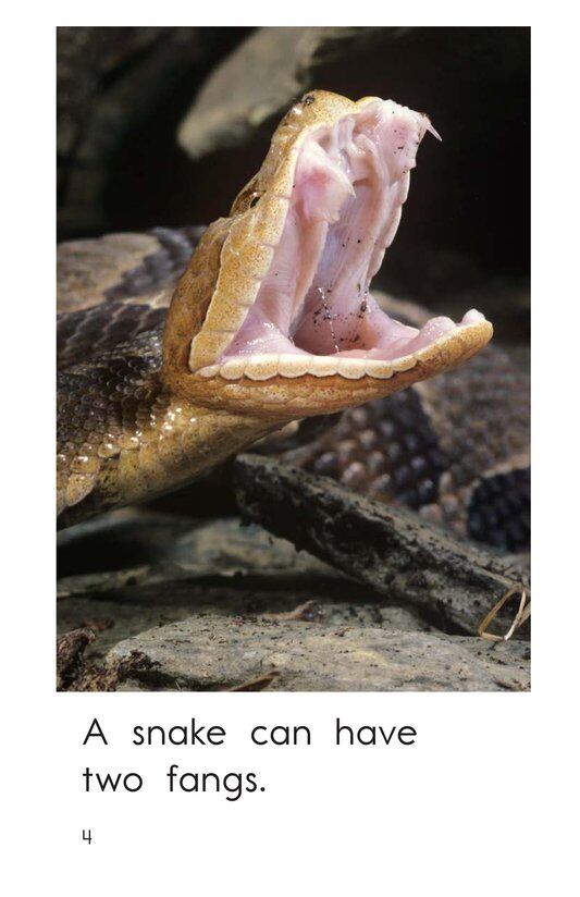 How Many Teeth绘本故事第4页