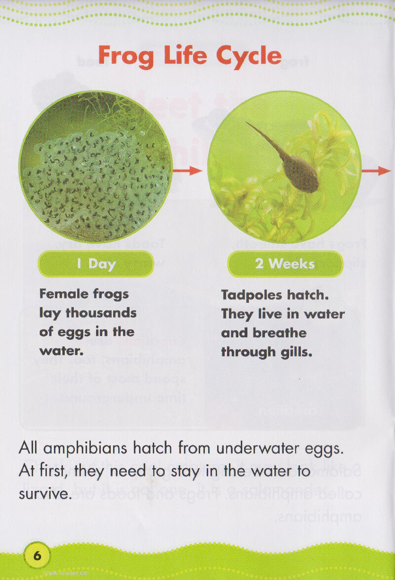Awesome Amphibians绘本故事第5页