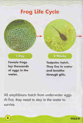 Awesome Amphibians绘本故事第5页