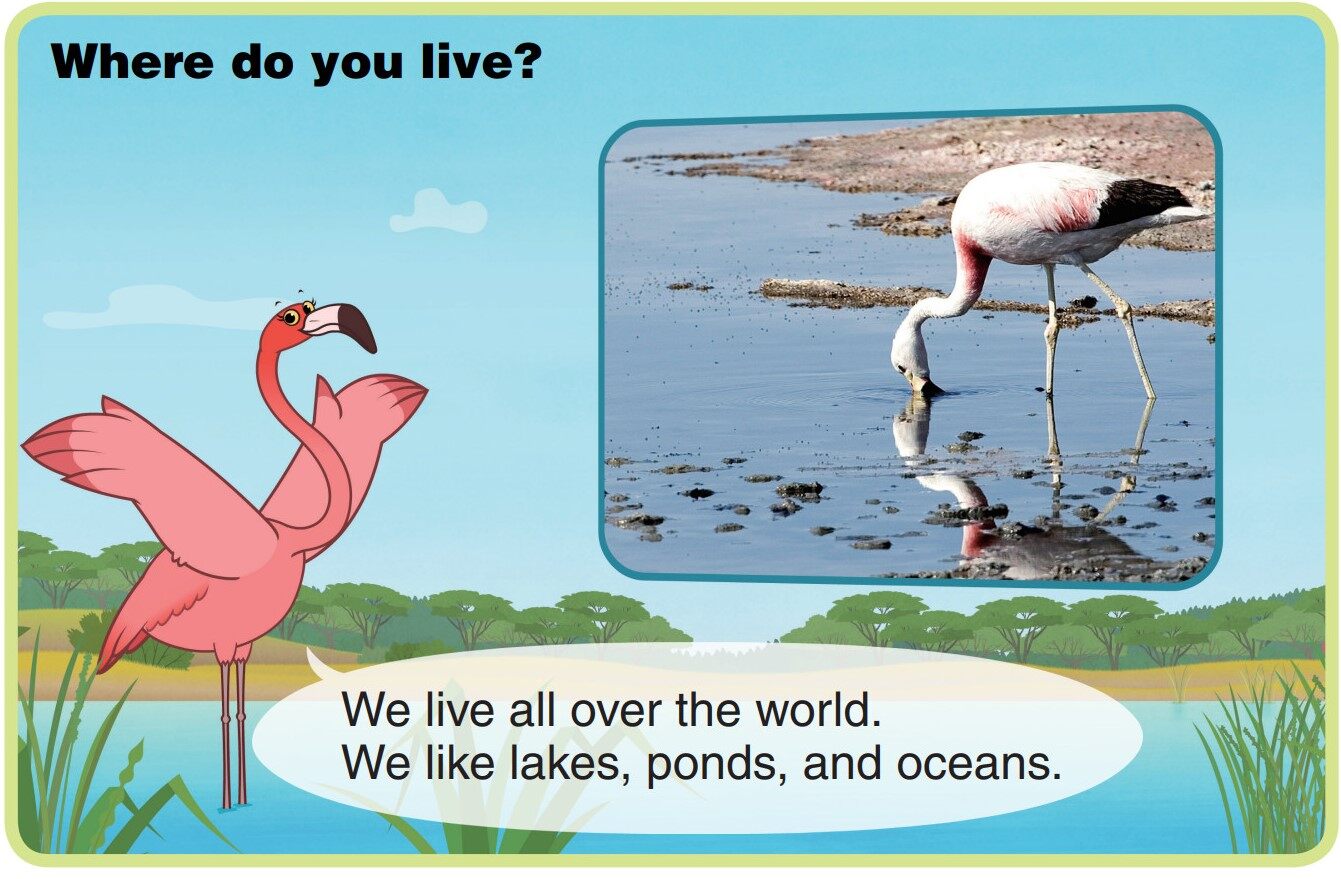 Flamingo绘本故事第4页