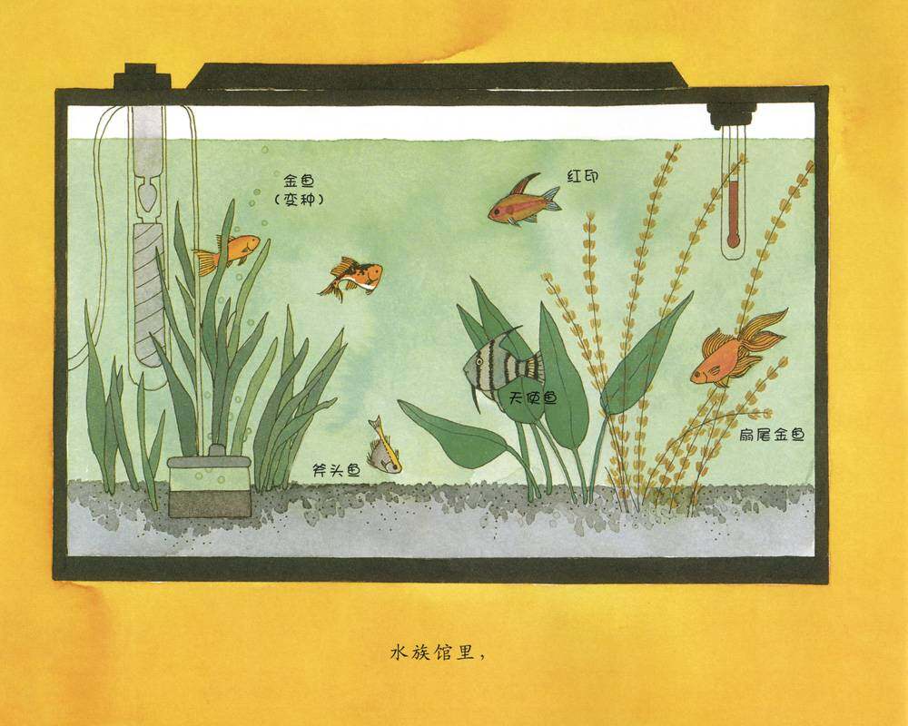 自然科学启蒙（第二辑）——认识鱼类绘本故事第3页