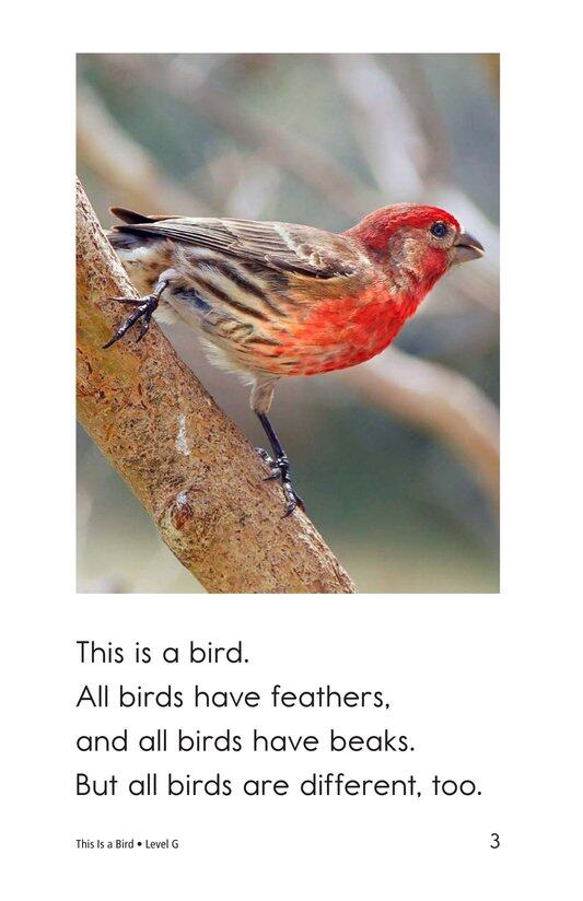 This Is a Bird绘本故事第3页