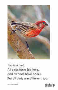 This Is a Bird绘本故事第3页
