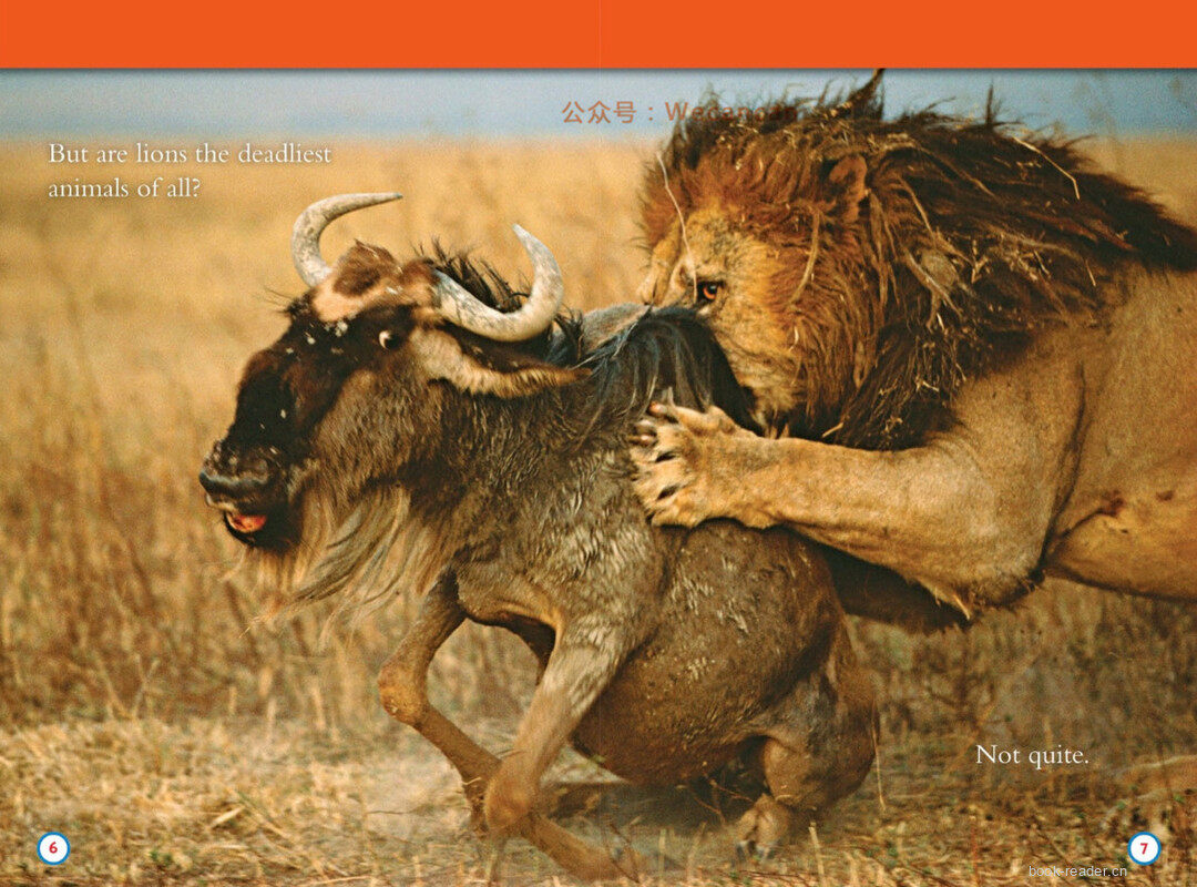 Deadliest Animals绘本故事第4页