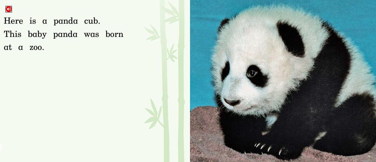 A Party for Panda绘本故事第3页