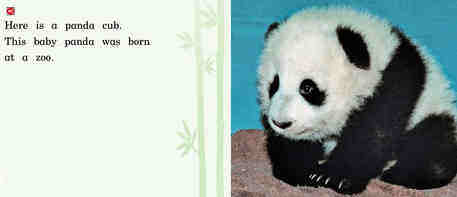 A Party for Panda绘本故事第3页