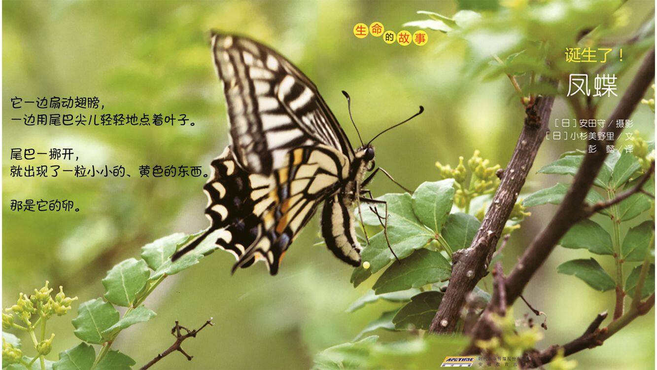 诞生了！凤蝶绘本故事第4页