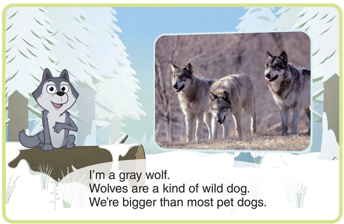 Gray Wolf绘本故事第3页