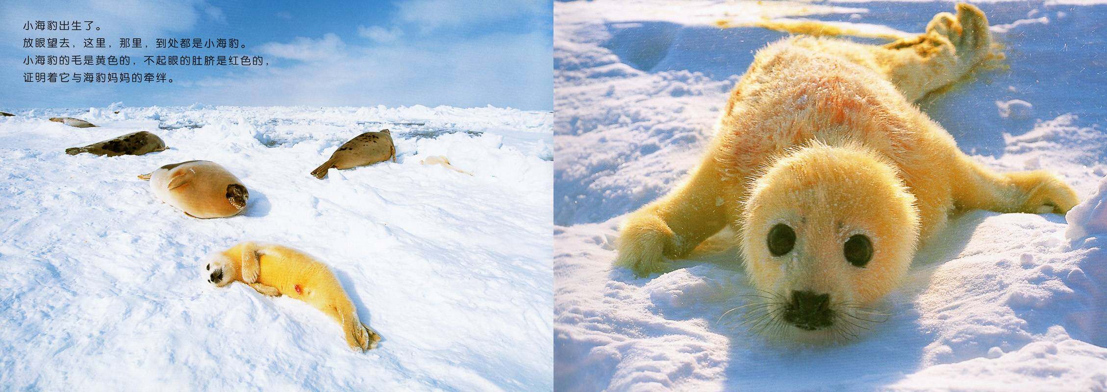 亲子绘本 竖琴海豹母子绘本故事第3页
