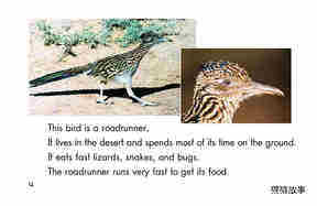 Birds绘本故事第4页