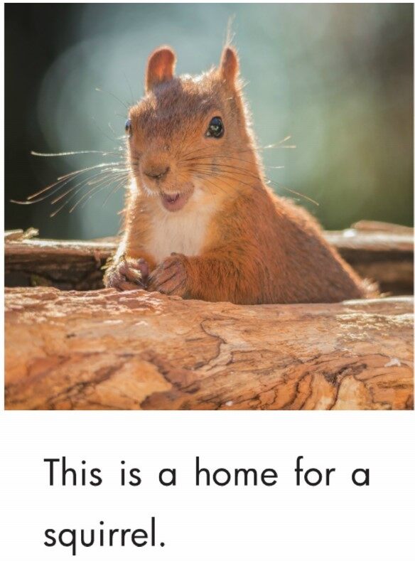 Animal Homes绘本故事第3页