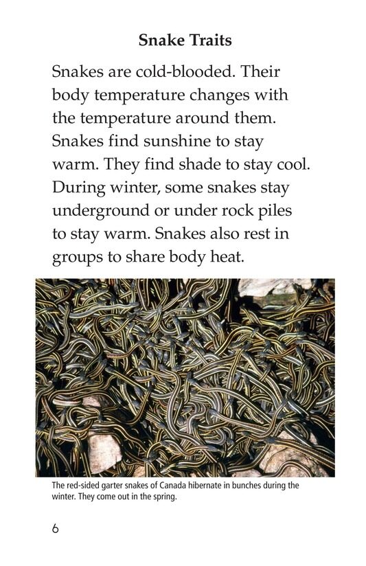 Slithery Snakes绘本故事第5页