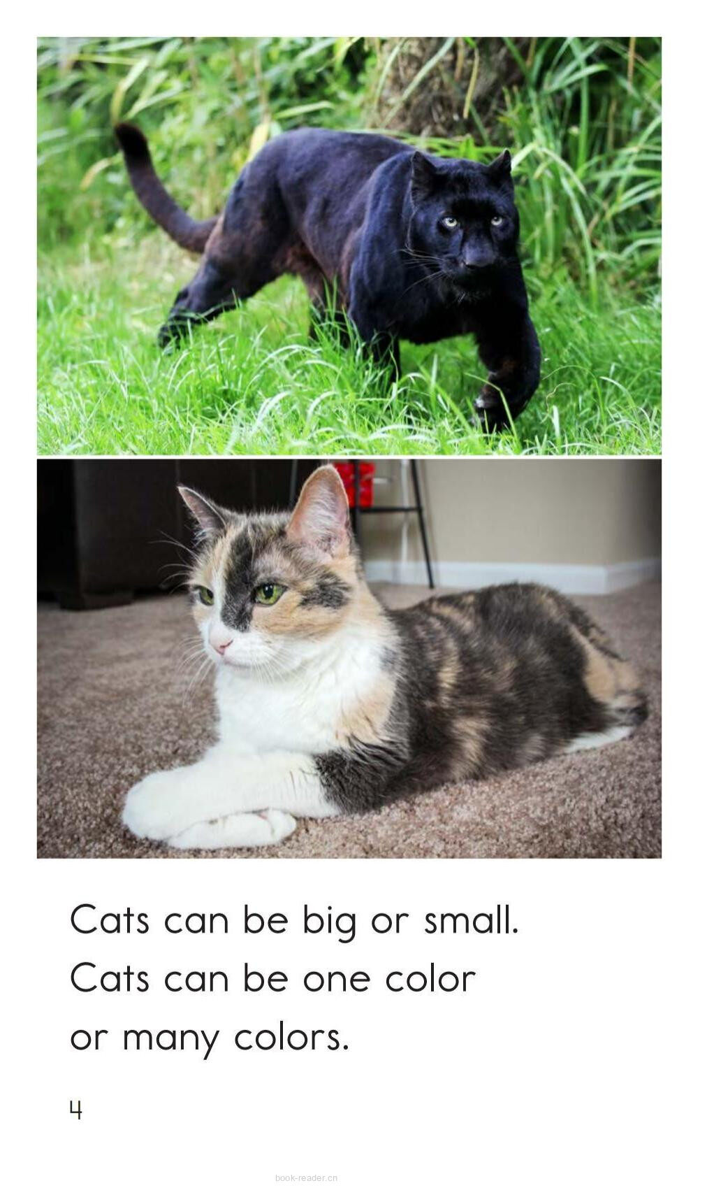 Big and Small Cats绘本故事第4页