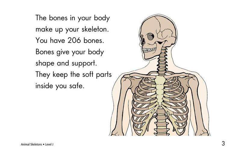 Animal Skeletons绘本故事第3页