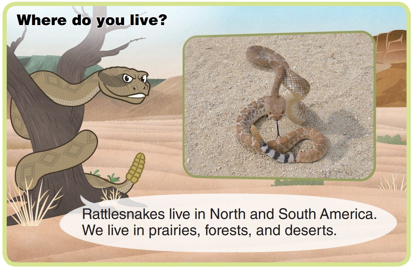 Rattlesnake绘本故事第4页