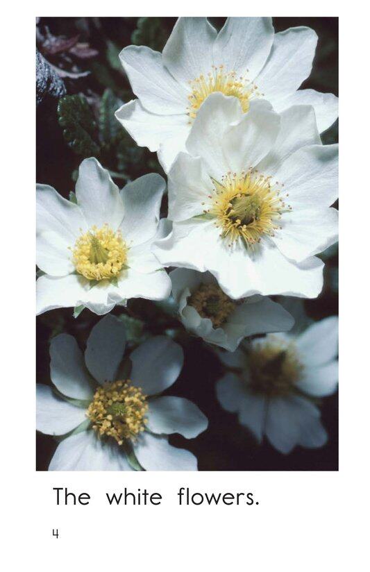 White绘本故事第4页