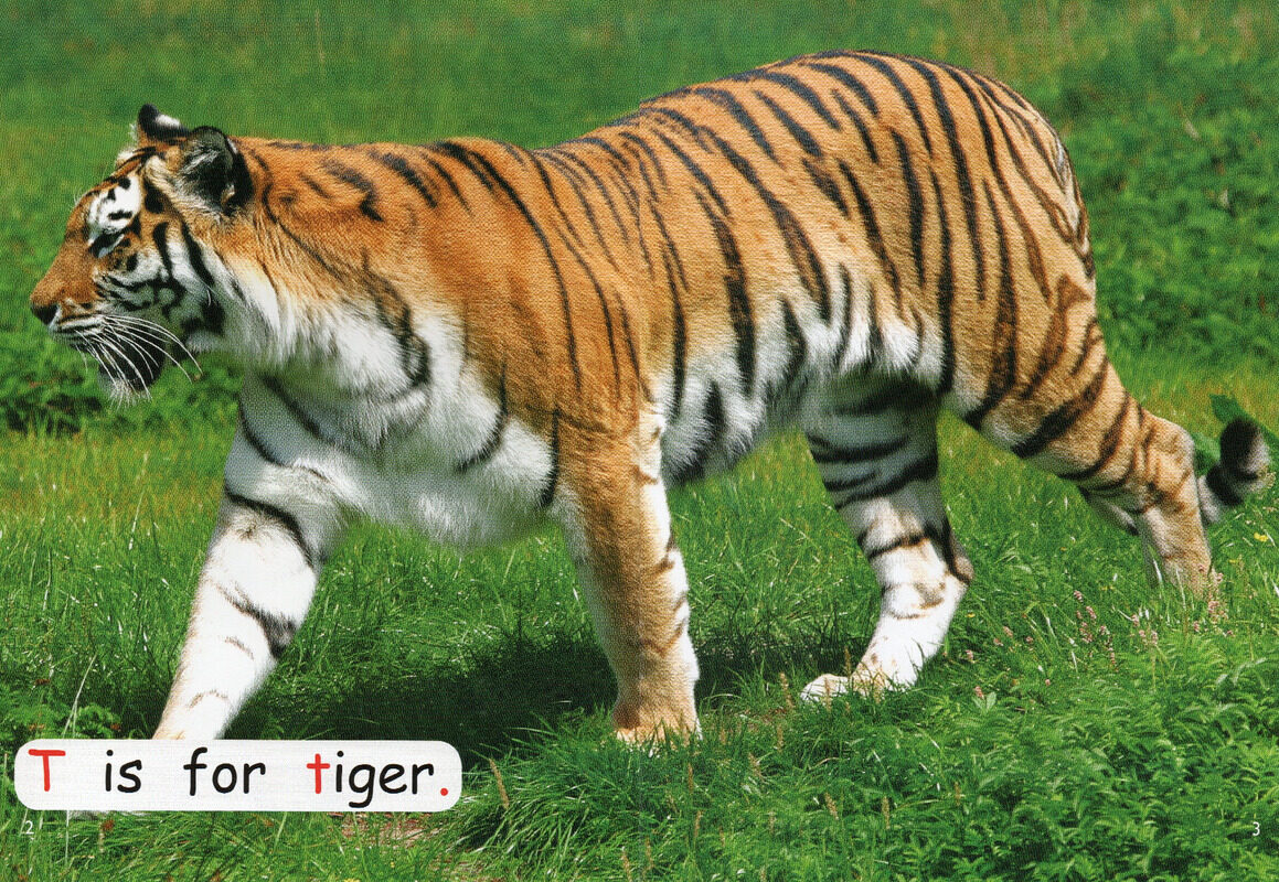 animals in danger绘本故事第3页