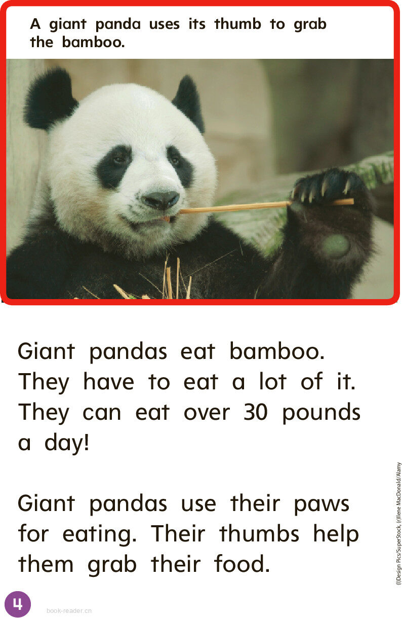 GK Beyond U07W1 Two Kinds of Bears绘本故事第5页