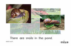 Pond Life绘本故事第5页