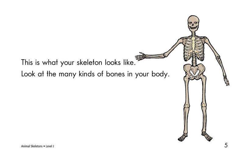 Animal Skeletons绘本故事第5页