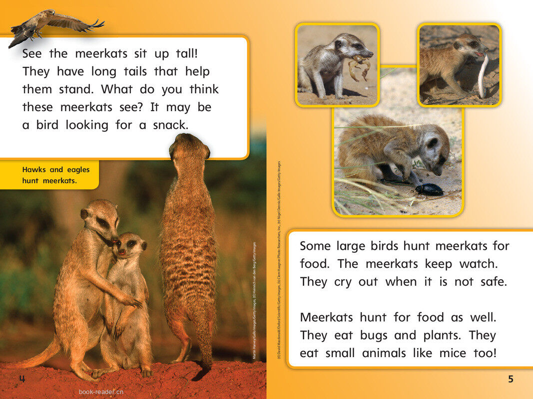 G1 Bey U2W3 Meerkat Family绘本故事第5页