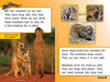 G1 Bey U2W3 Meerkat Family绘本故事第5页
