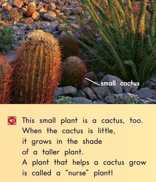 All About The Sonoran Desert绘本故事第5页