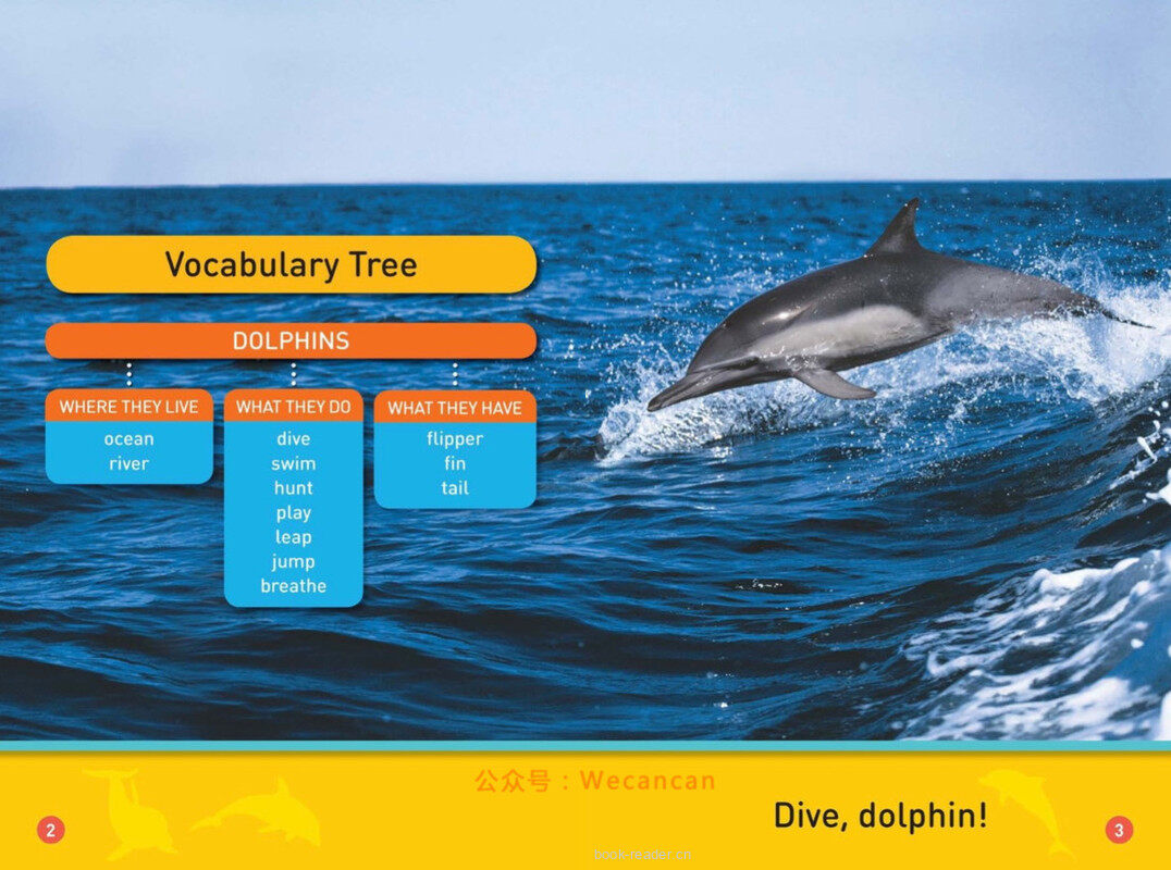 Dive Dolphin绘本故事第3页