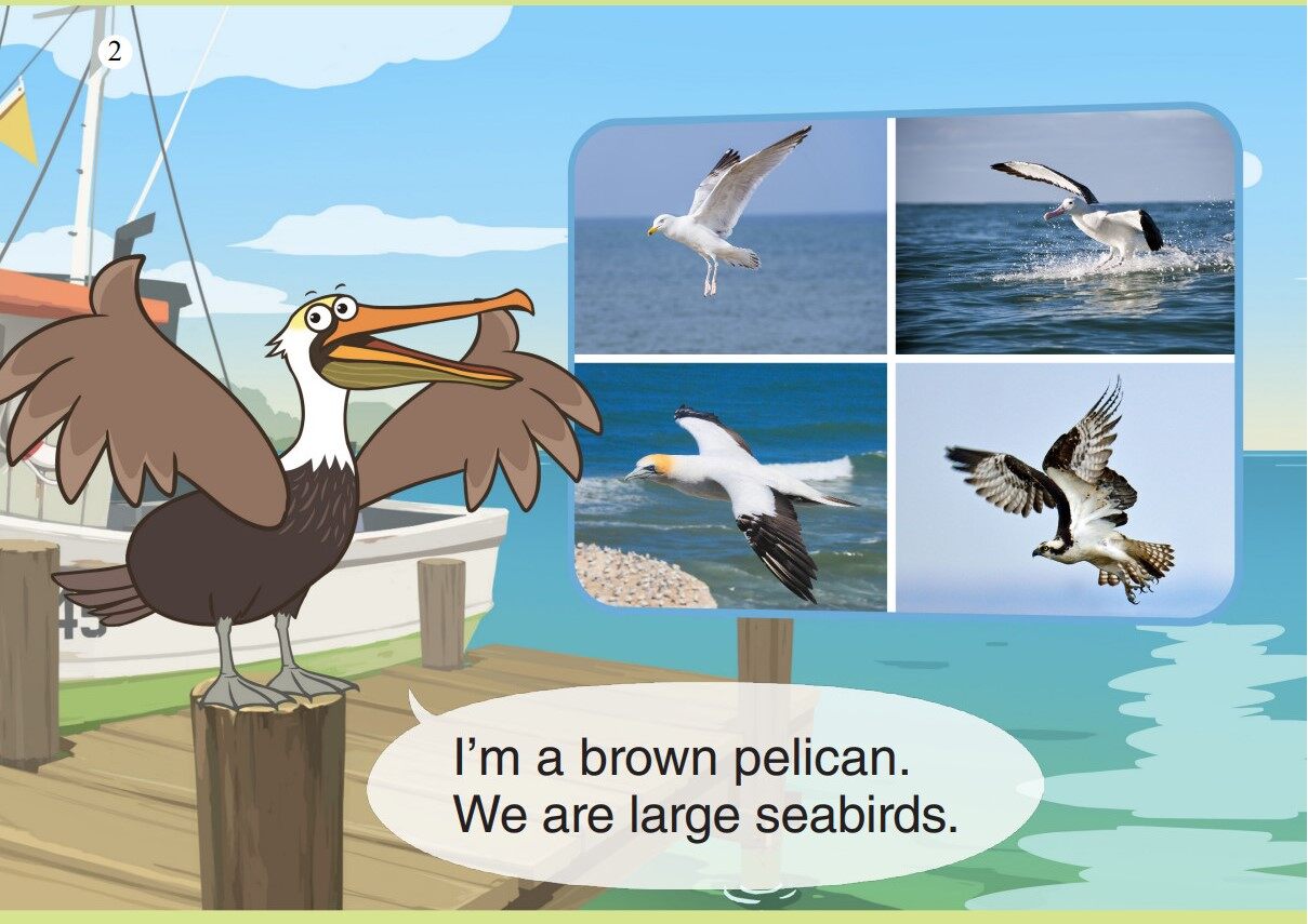 Brown Pelican绘本故事第3页
