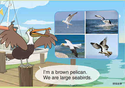 Brown Pelican绘本故事第3页