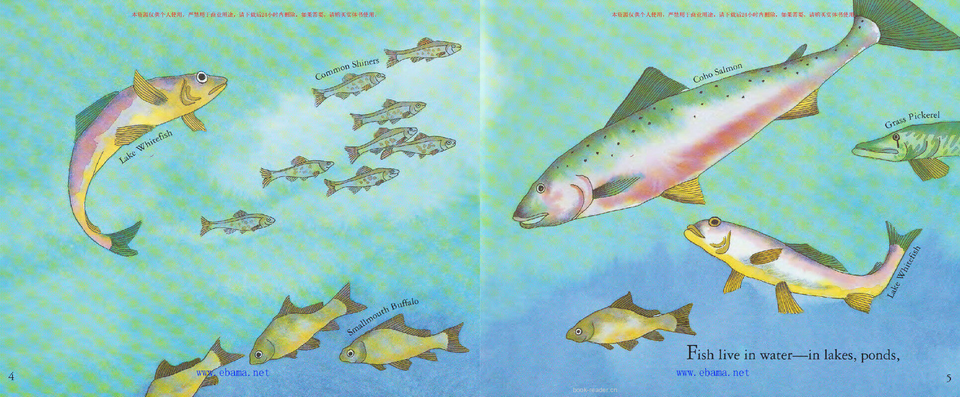 What is It Like to Be a Fish绘本故事第3页