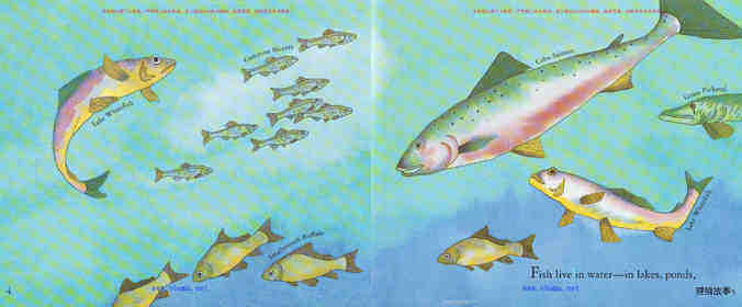 What is It Like to Be a Fish绘本故事第3页