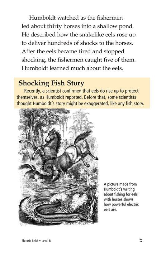 Electric Eels!绘本故事第4页