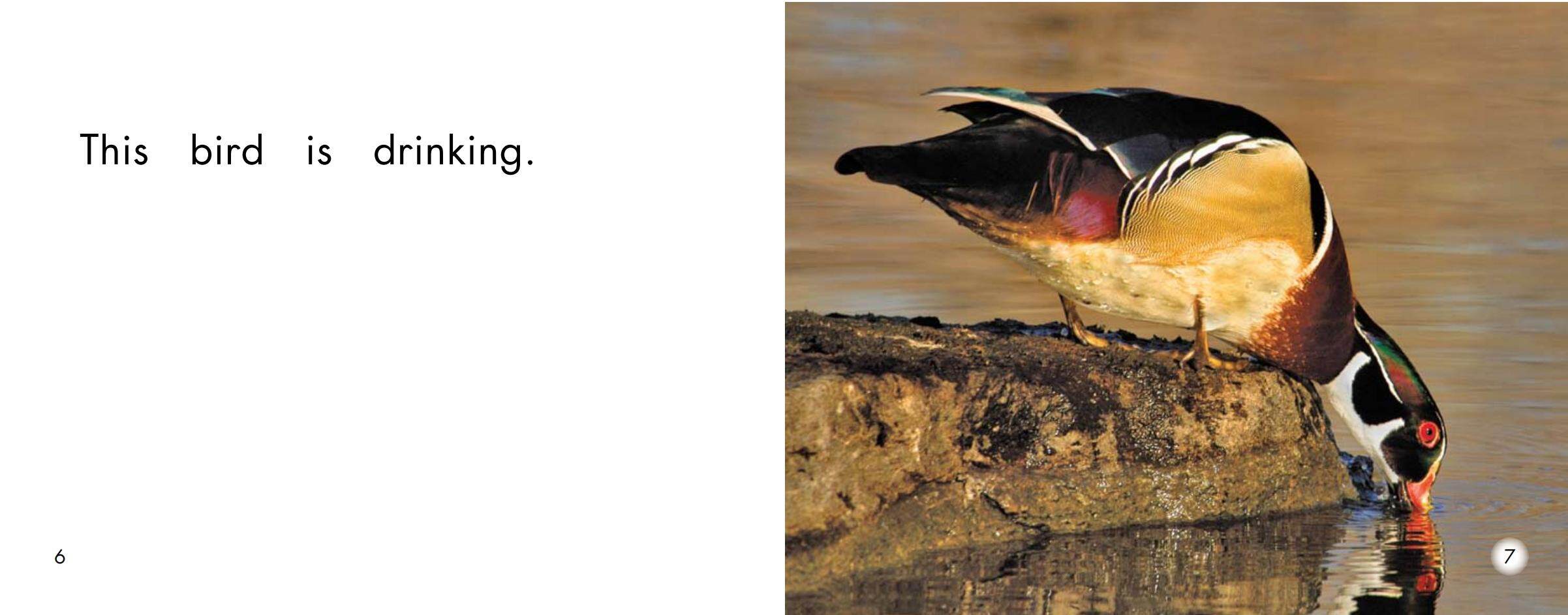 Birds绘本故事第4页