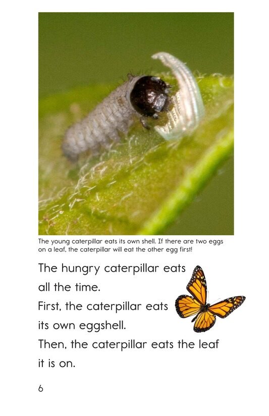The Butterfly Life Cycle绘本故事第5页