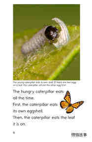 The Butterfly Life Cycle绘本故事第5页