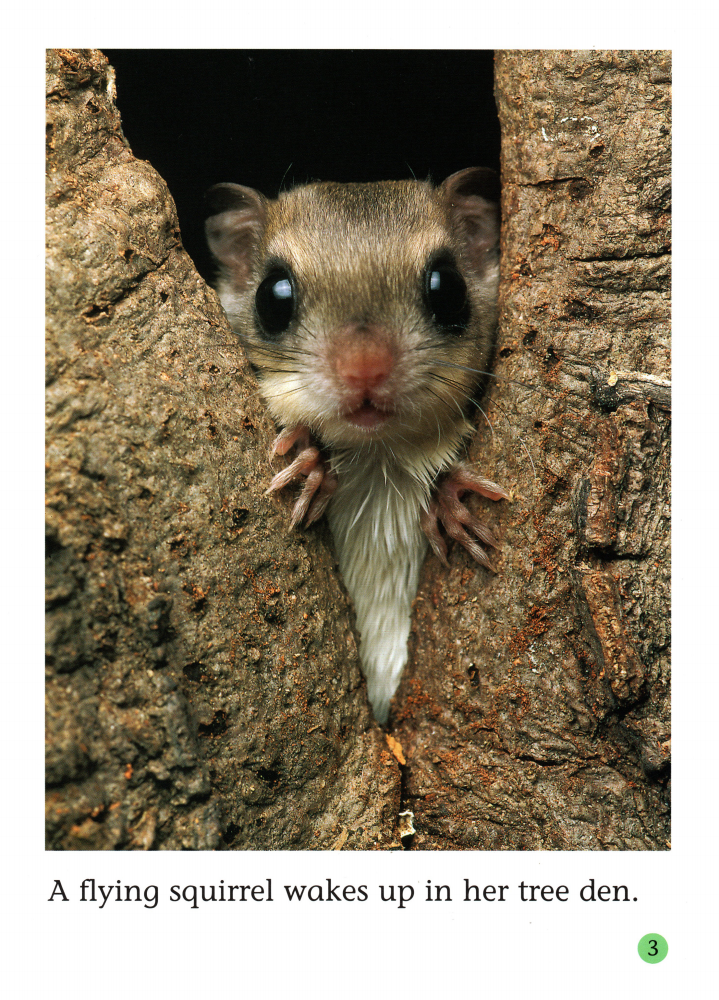 The Fantastic Flying Squirrel绘本故事第4页